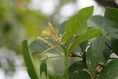 Terminalia pallida